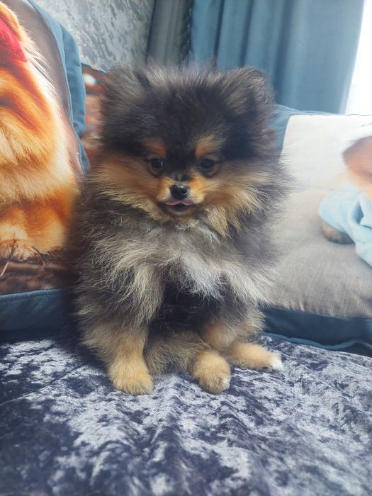 Шпиц.Мальчик красавчик.