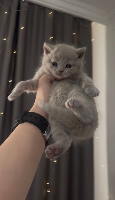 Лиловые британские малыши!