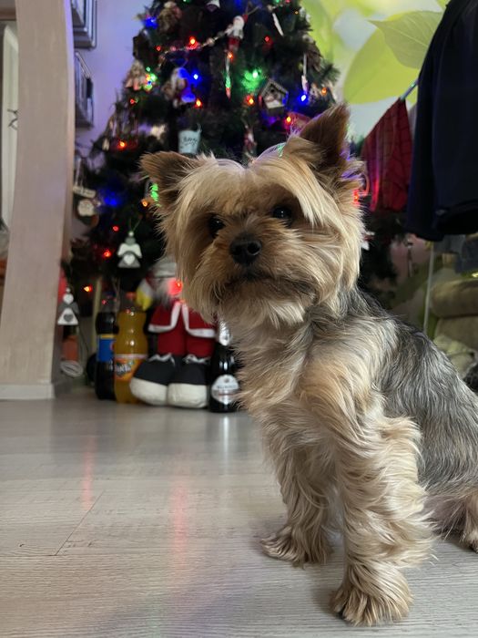 Вязка Йоркширский терьер Шымкент