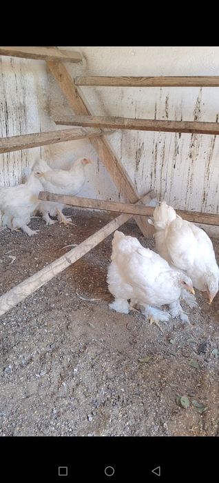 Продам Брамы Цыплята.