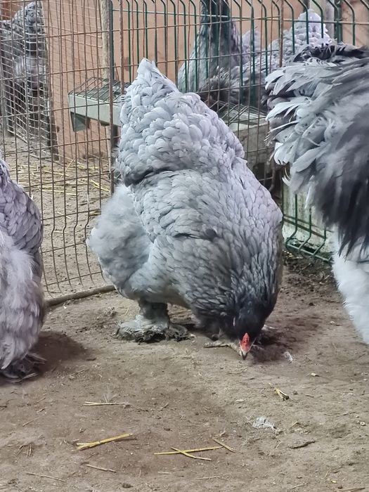 Vand familie brahma albastru