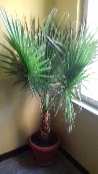 Продавам палма Вашингтон