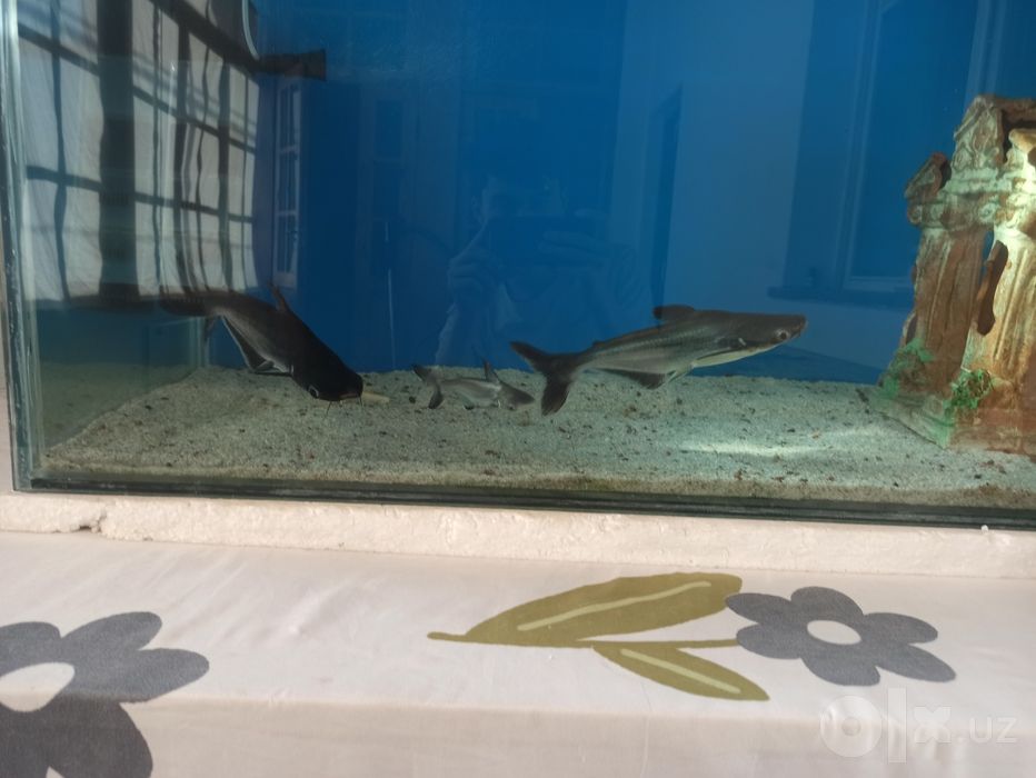 Akula pangasius srochno 30sm