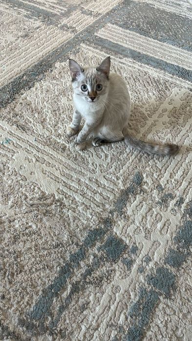 Отдадим милую кошку