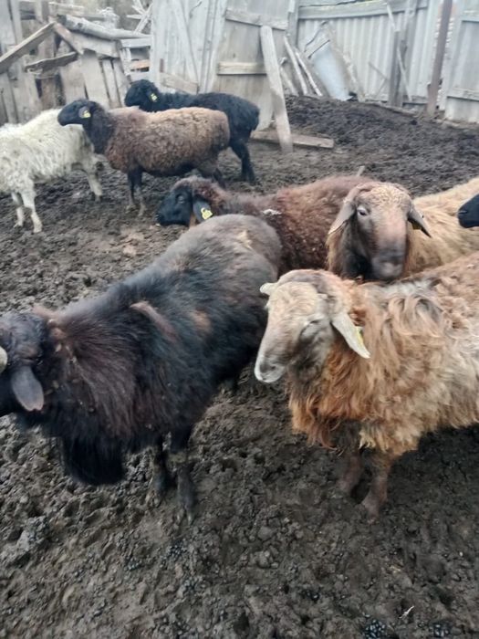 Тоқты қошқарлар бар