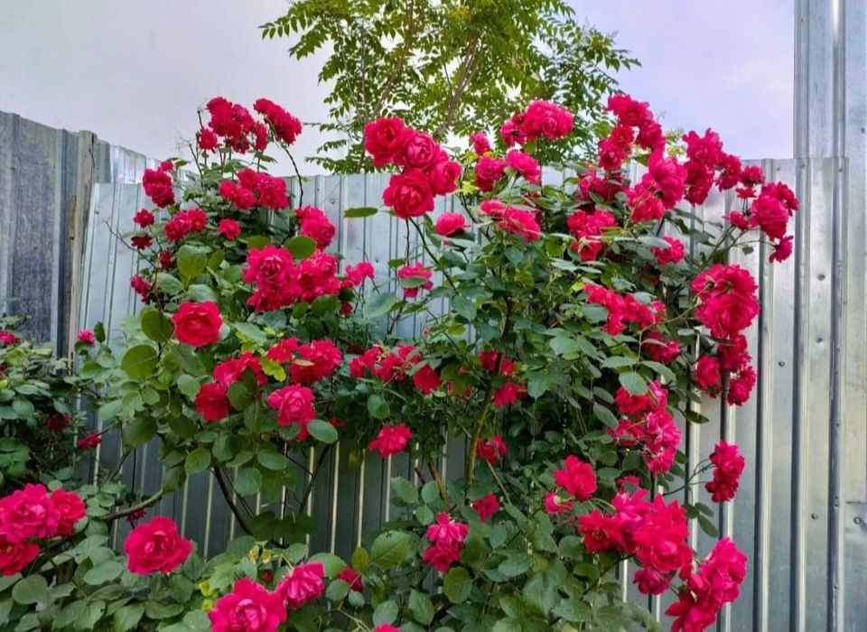 Цветы садовые продам