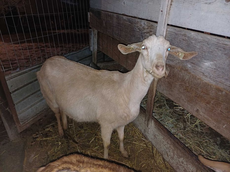 Capre la a doua fătare, imperecheate cu mascul anglo nubian cu origine