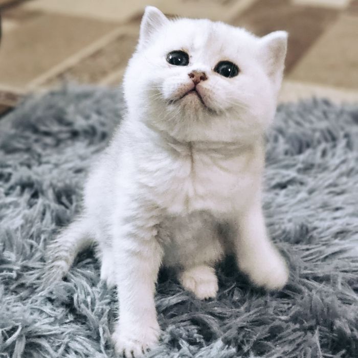 Бронь Котята Шиншиллы