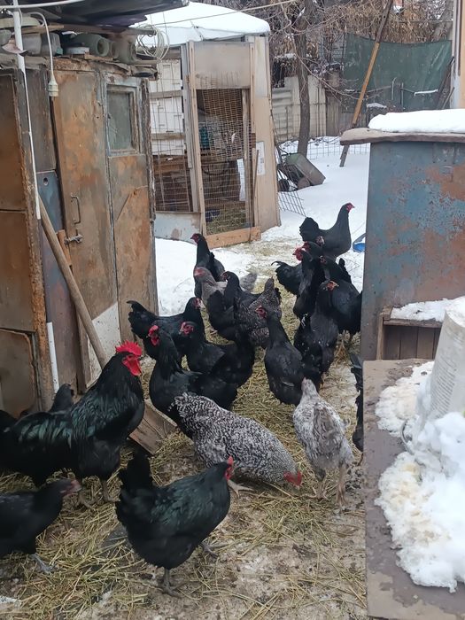 Инкубационное яйцо черных кур