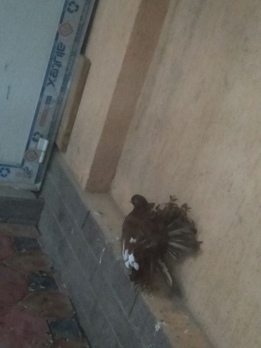 Продам голубей всех