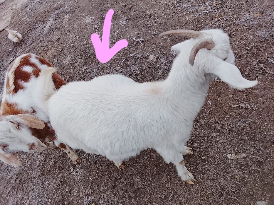 Козы козлы козлята