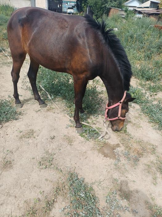 Продам кабылку .