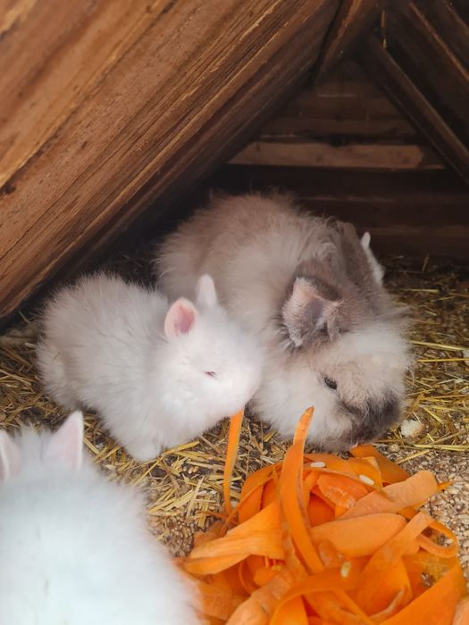 Iepurași cap de leu