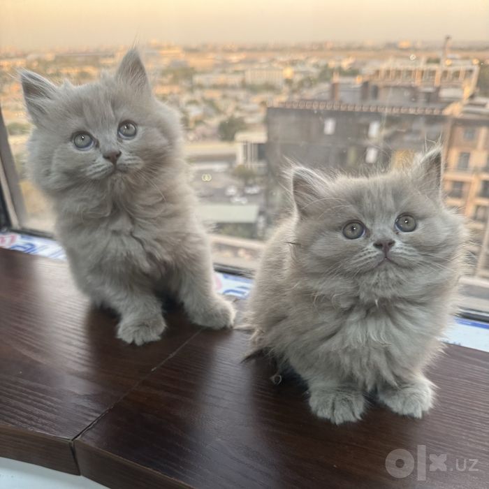 Британские котята чистокровные