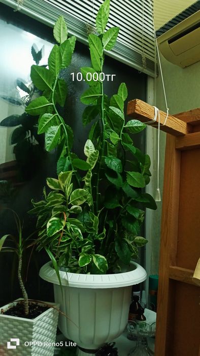 Сатылады 15.000тг