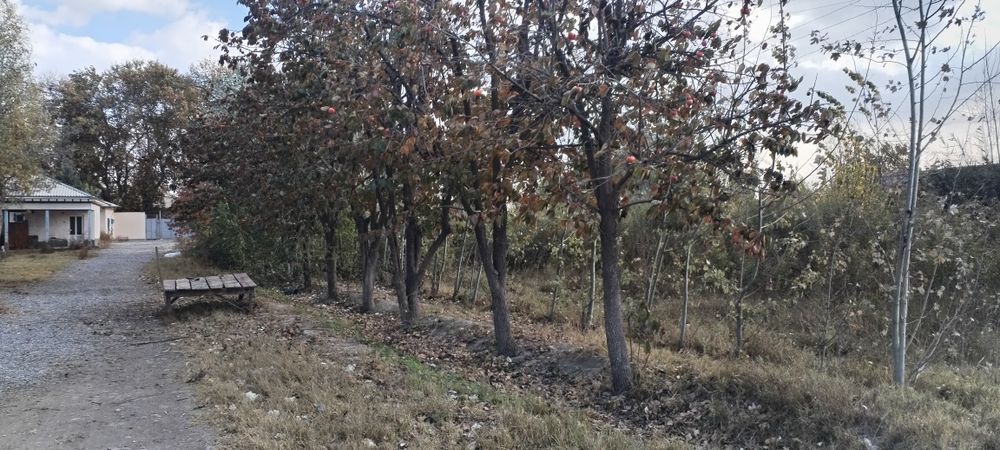 Тошлок туманида жойлашган 4 гектарли молхона бино иншоати