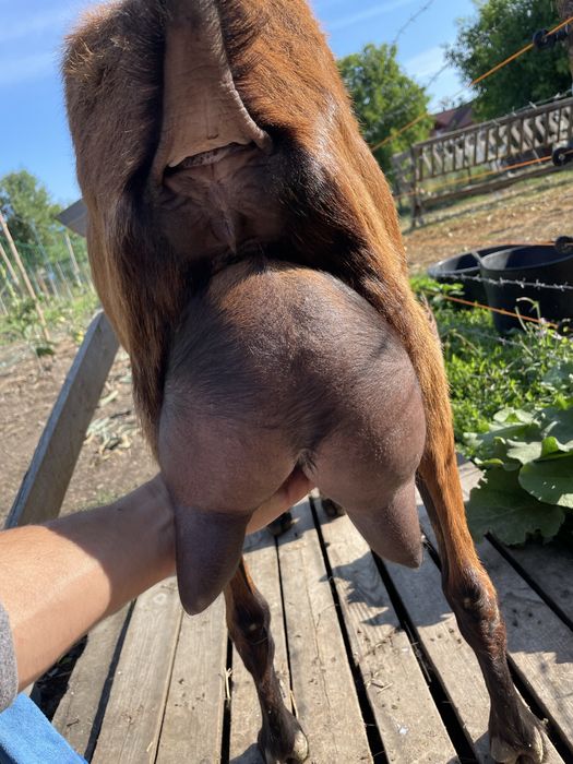 Capre alpine franceze si metisi