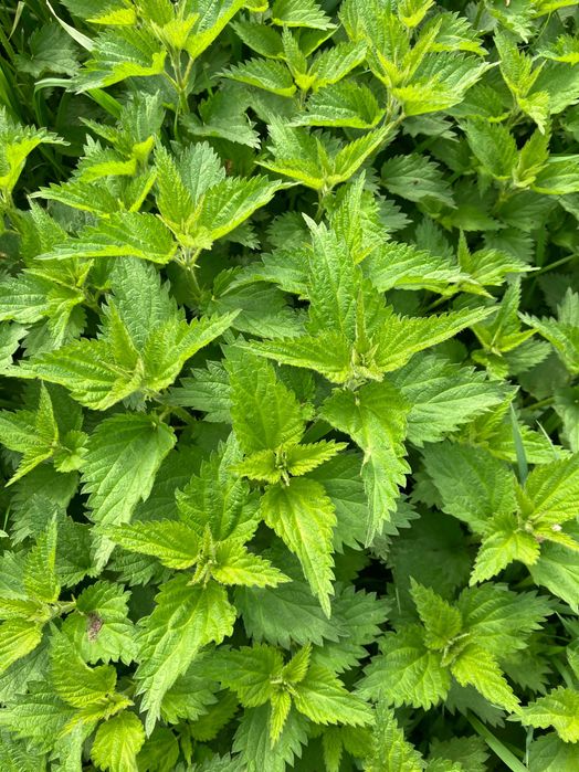 Vând urzici proaspete