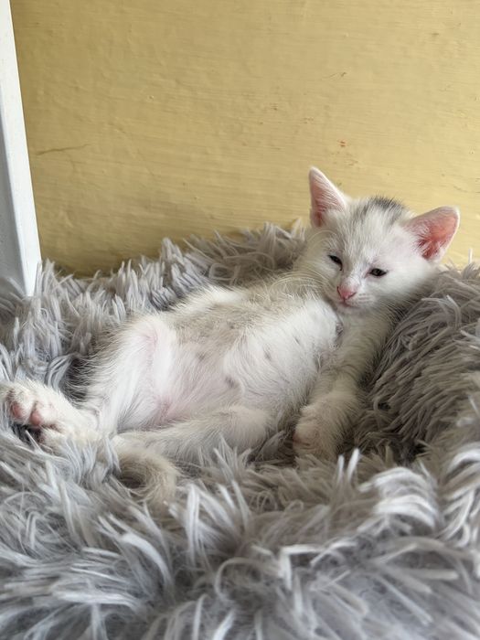 Отдам котят даром, в надеждные руки