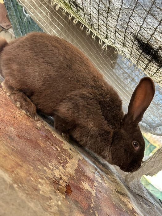 Mascul Metis berbec german și fluture german pe culoarea havana