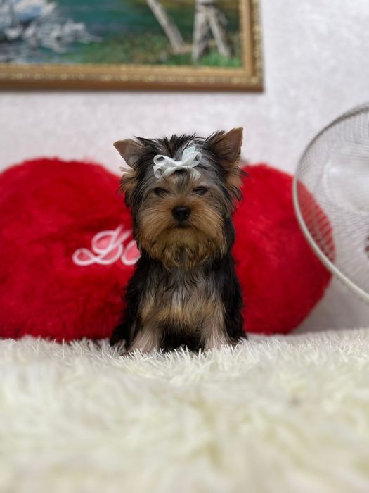 Кукольный мальчик йорка