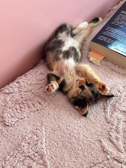 Кошечка в добрые руки