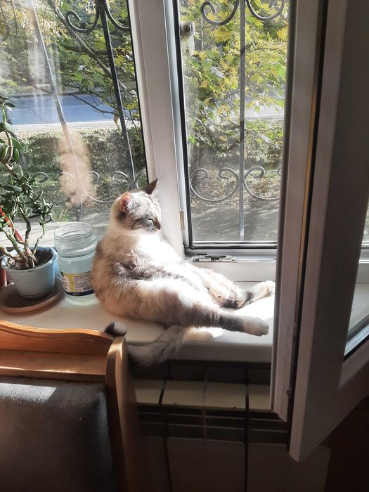 Потерялась кошка