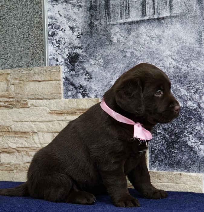 Щенки лабрадора ретривера