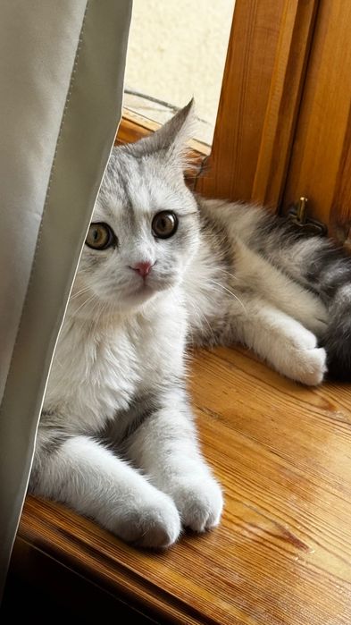 Mushuk Sotiladi srochnaa!!!