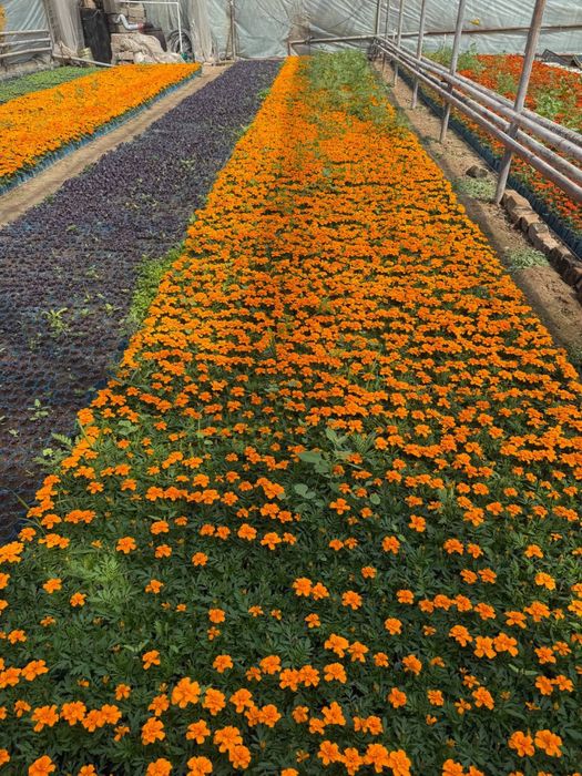 Bananza Gul urug’i Бананза Гул Гул кучатлари