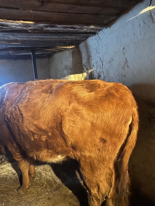 Сиыр 5 жылдық  (корова) сатылады