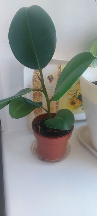 Продам фикус декоративный