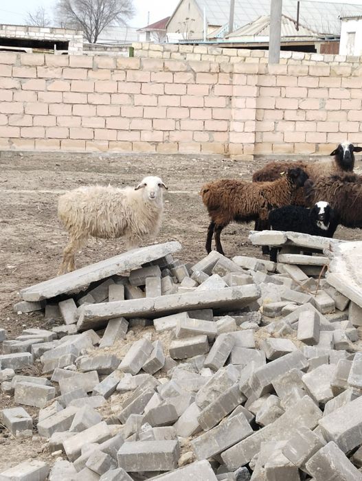 Сатылады Барашки