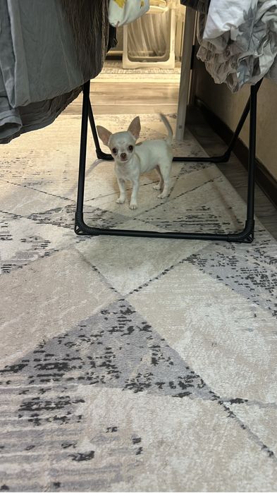 Продается Чихуахуа мини , тип кобби бэби фейс