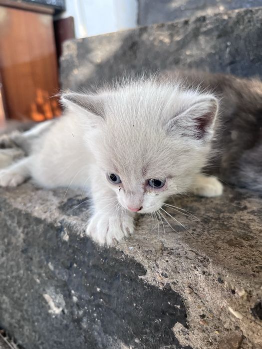 Отдам котят в добрые хорошие руки