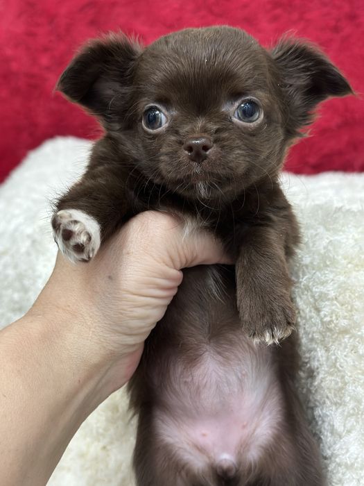 Супер детки чихуахуа