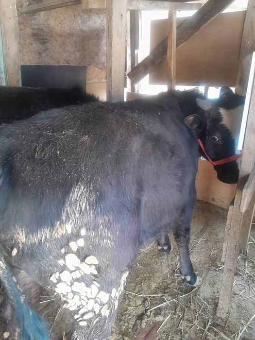 Сельхоз животные.