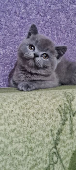 Продаются котята