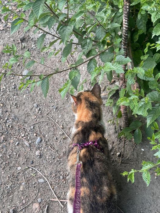 Кошка отдам бесплатно!