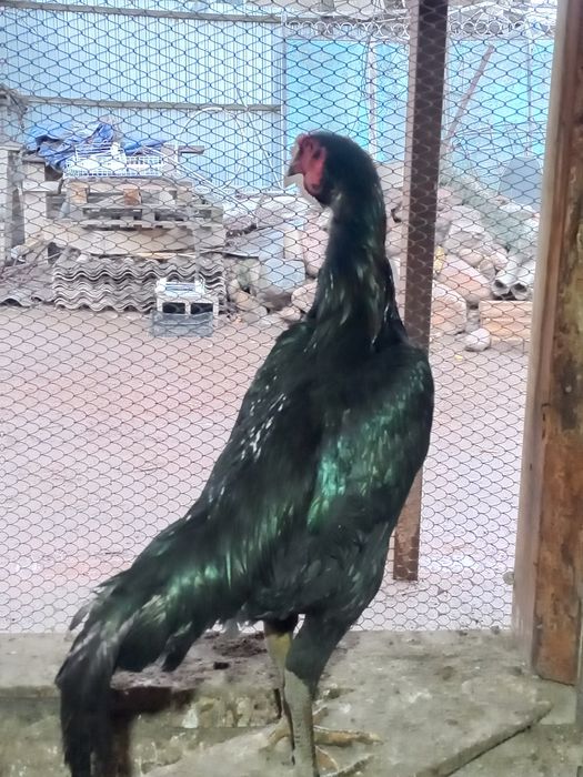 Дакан парочка в Мерке