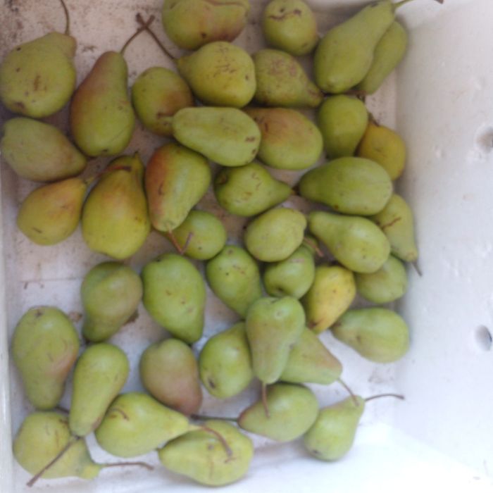 Продам груши домашние