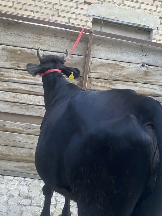 Bugoz sigir sotiladi