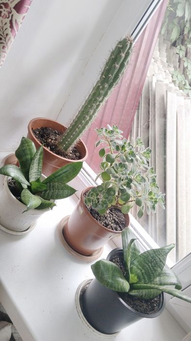 Продаю цветы комнатные красивые