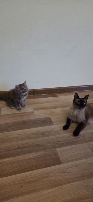 Очаровательные котята — домашние, ласковые и очень игривые.