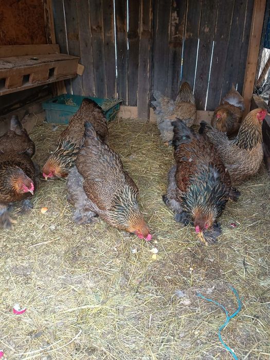 De vânzare familii  de găini brahma