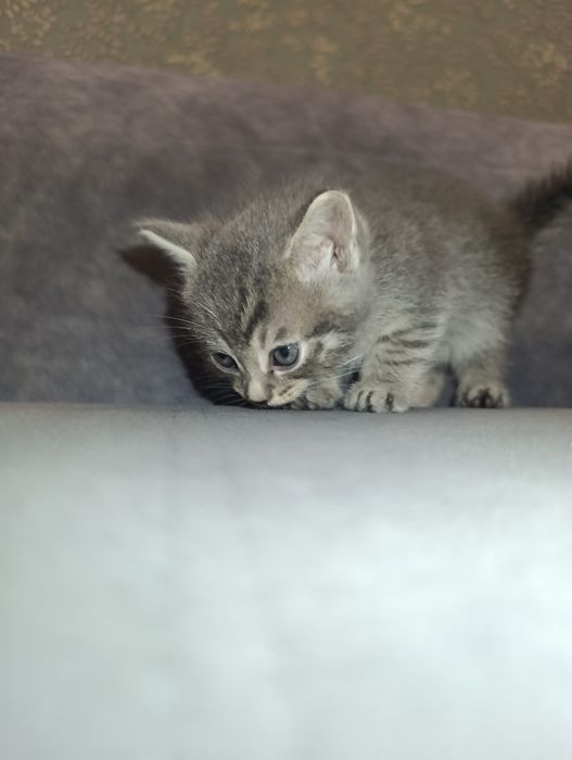 Котята Британские