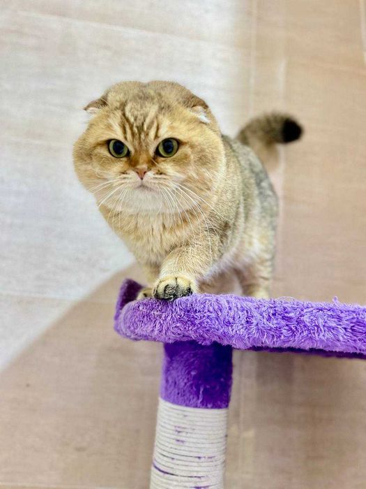 Вязка Шотландский вислоухий шиншилла & Британская кошка NY12