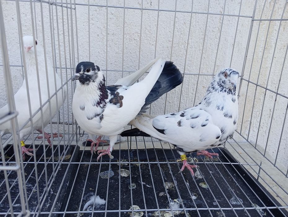 Продаются голуби