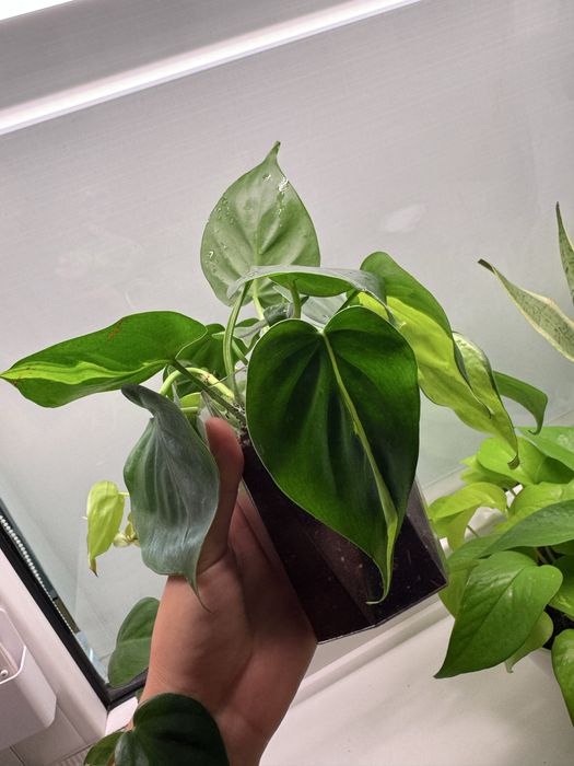 Филодендрон бразил