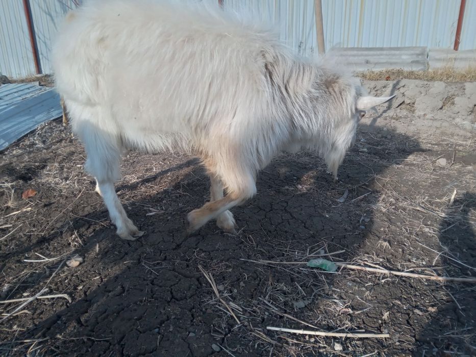 Козел теке вязка